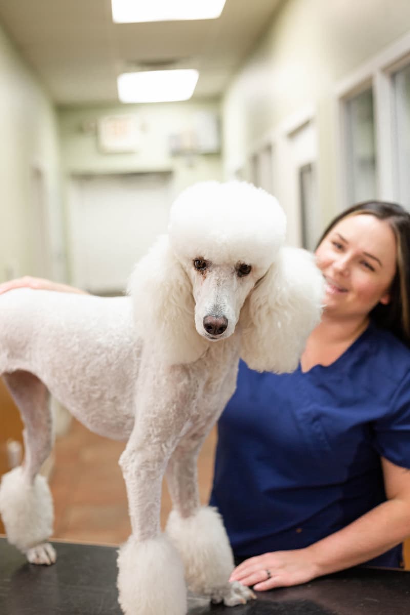 Two Sisters Dog Salon provides grooming services